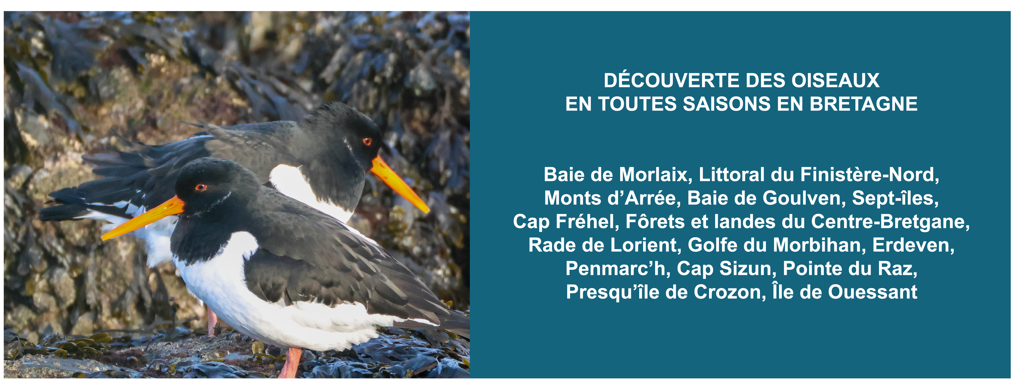 oiseaux_finistere oiseau finistere