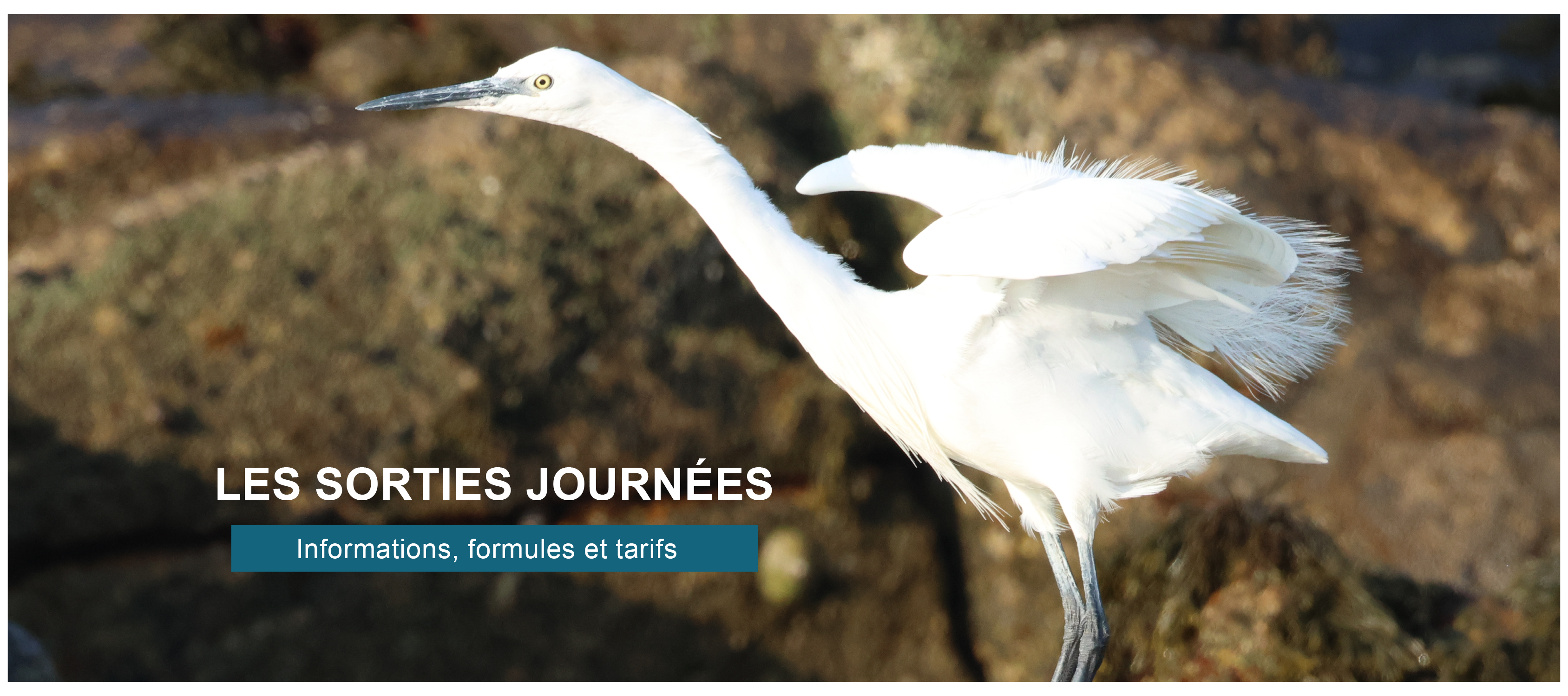 sorties journees sorties oiseaux