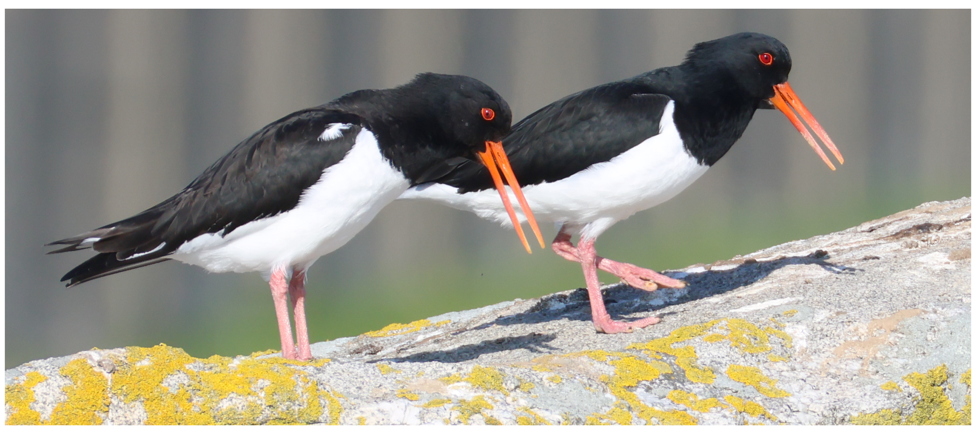 oiseaux bretagne passion presentation oiseaux